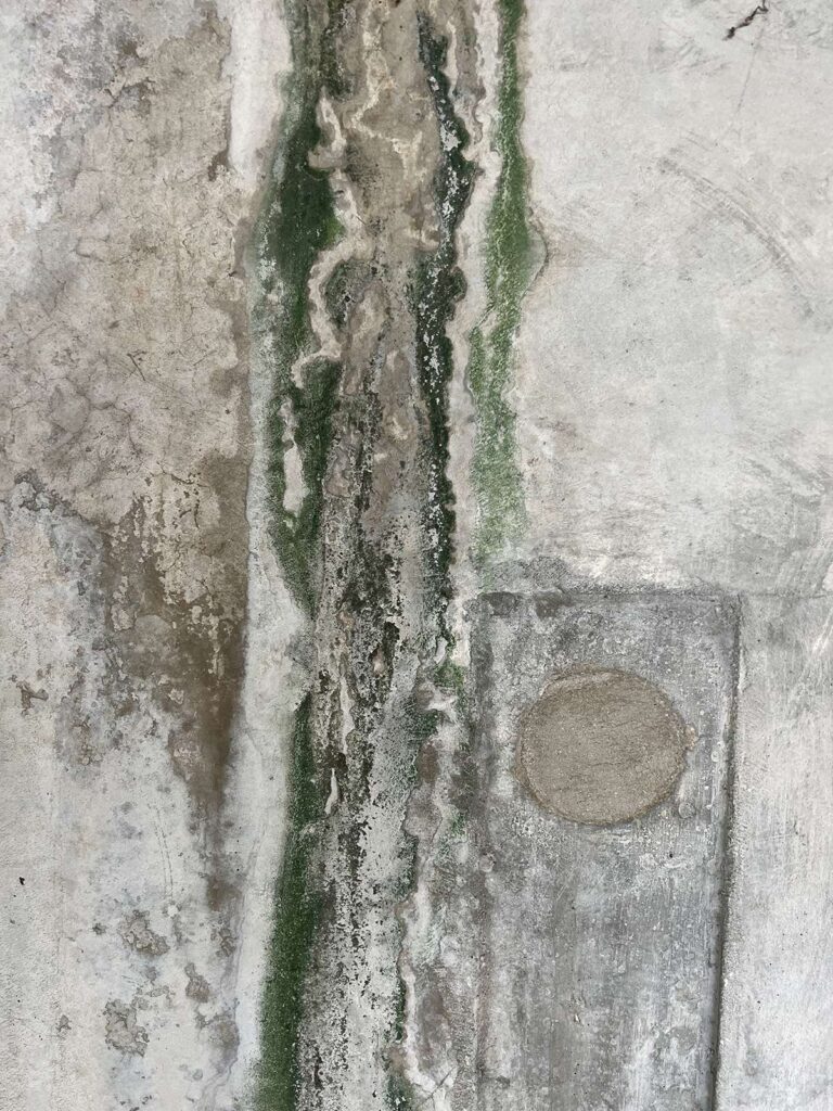 Life-in-Concrete-Symbiosis